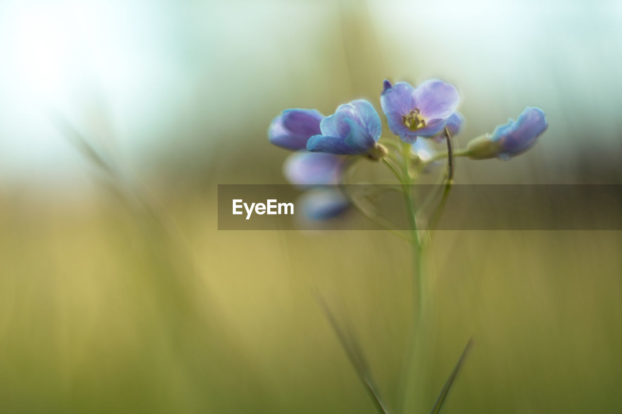 Close-up of purple flowers growing outdoors