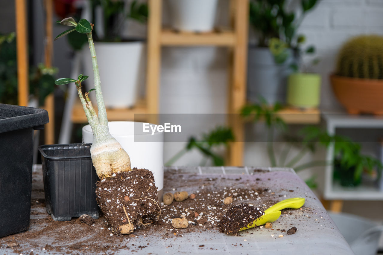 potted plant on table