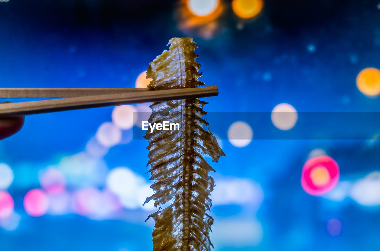 Close-up of chopsticks holding fish bone