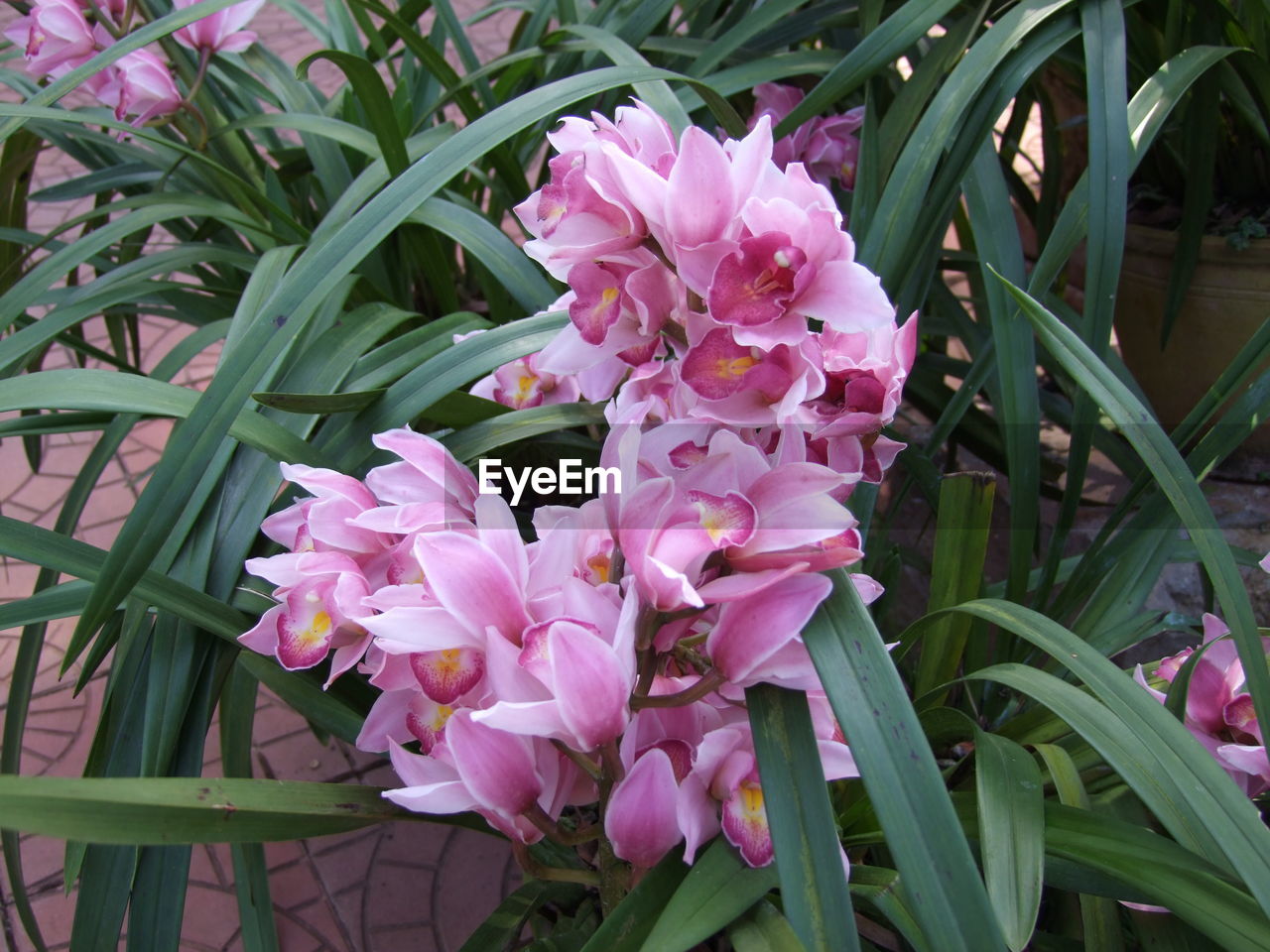 CLOSE-UP OF PINK FLOWER PLANTS