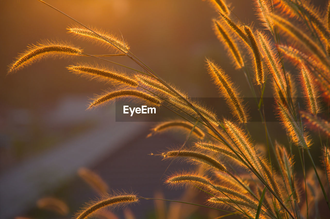 Close-up of plant against sky