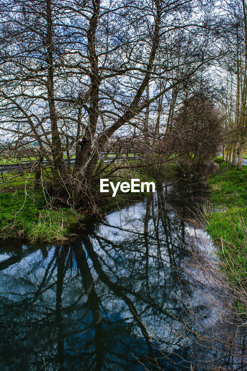 REFLECTION OF TREES ON WATER