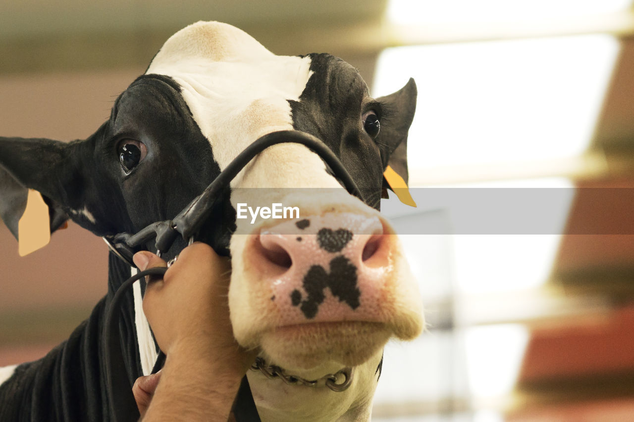 Cropped hand of man holding cow noseband