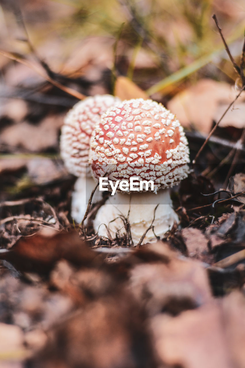 fungus, mushroom, vegetable, plant, nature, food, autumn, growth, land, close-up, macro photography, forest, edible mushroom, beauty in nature, leaf, tree, no people, selective focus, flower, food and drink, poisonous, day, outdoors, fly agaric mushroom, fragility, freshness, soil, agaric, woodland, focus on foreground, field