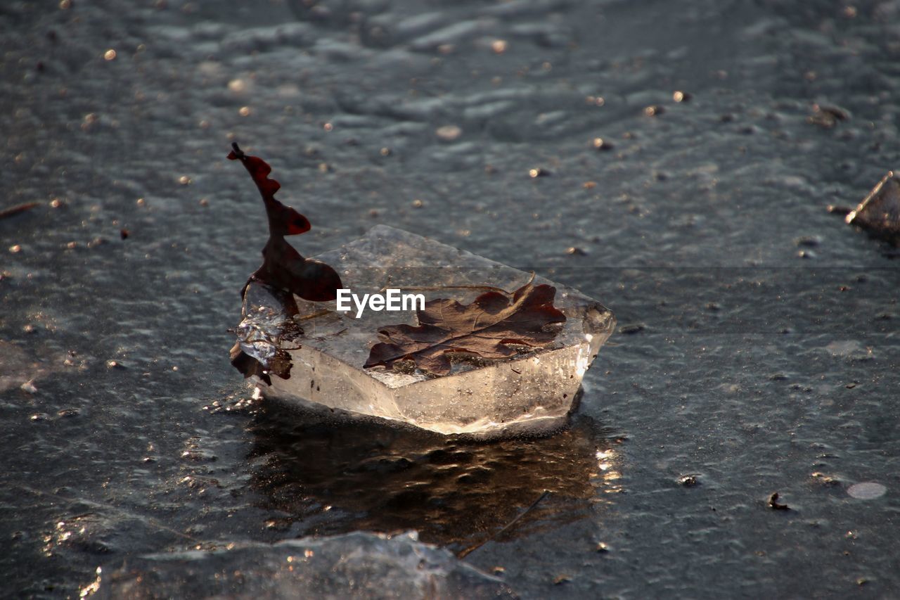 High angle view of dry leaf on water