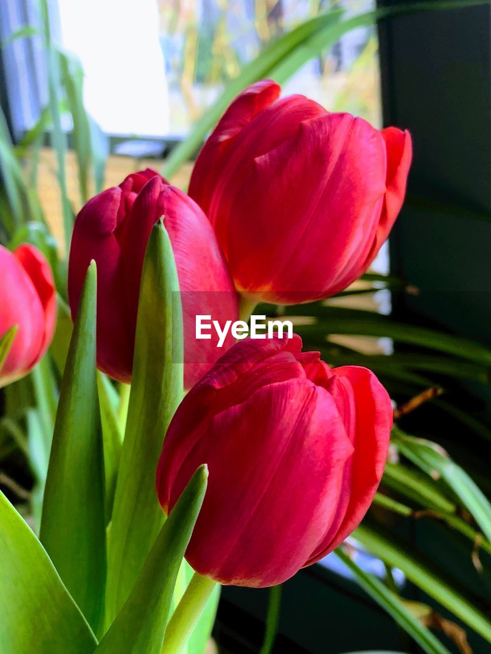 CLOSE-UP OF RED TULIPS