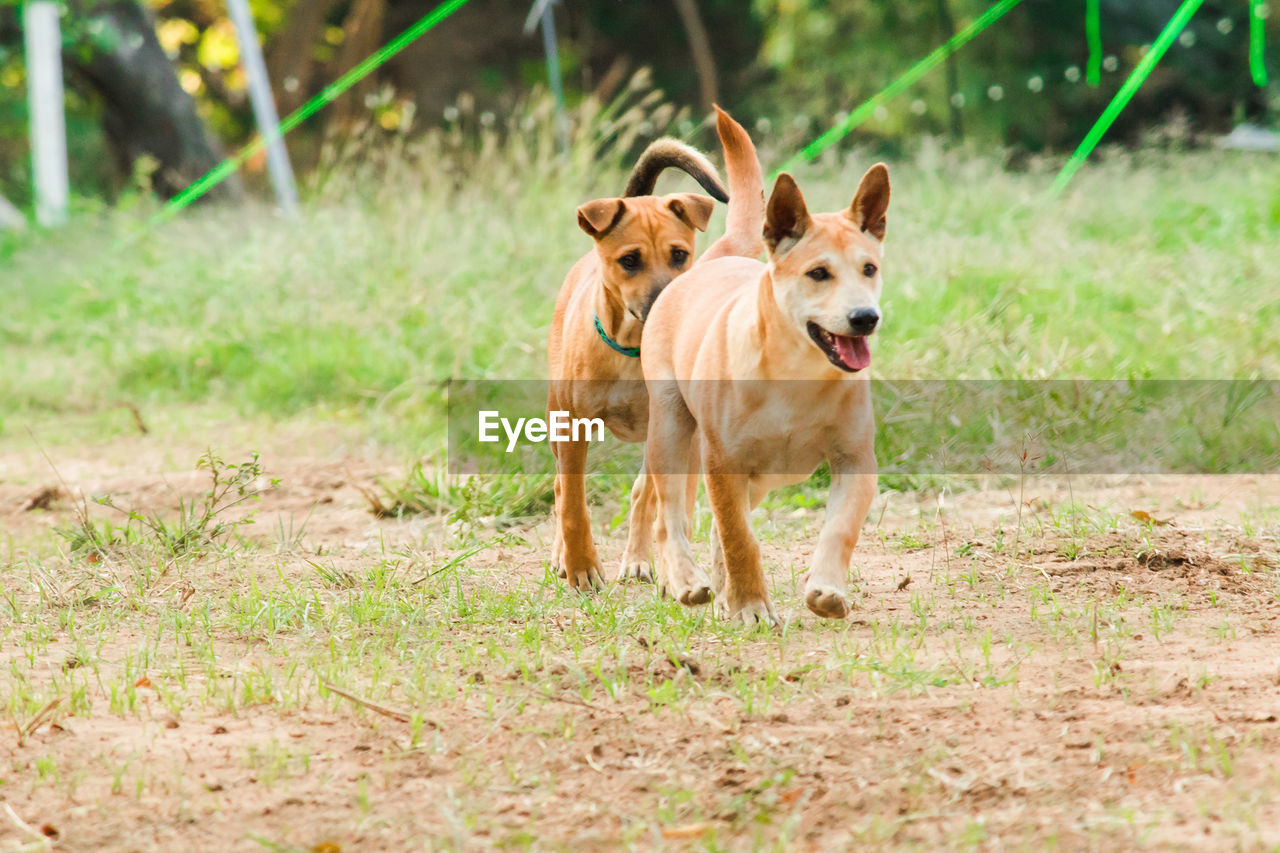 mammal, animal themes, animal, pet, dog, canine, domestic animals, one animal, running, grass, nature, dingo, plant, portrait, german shepherd, no people, motion, outdoors, happiness, land, purebred dog, young animal