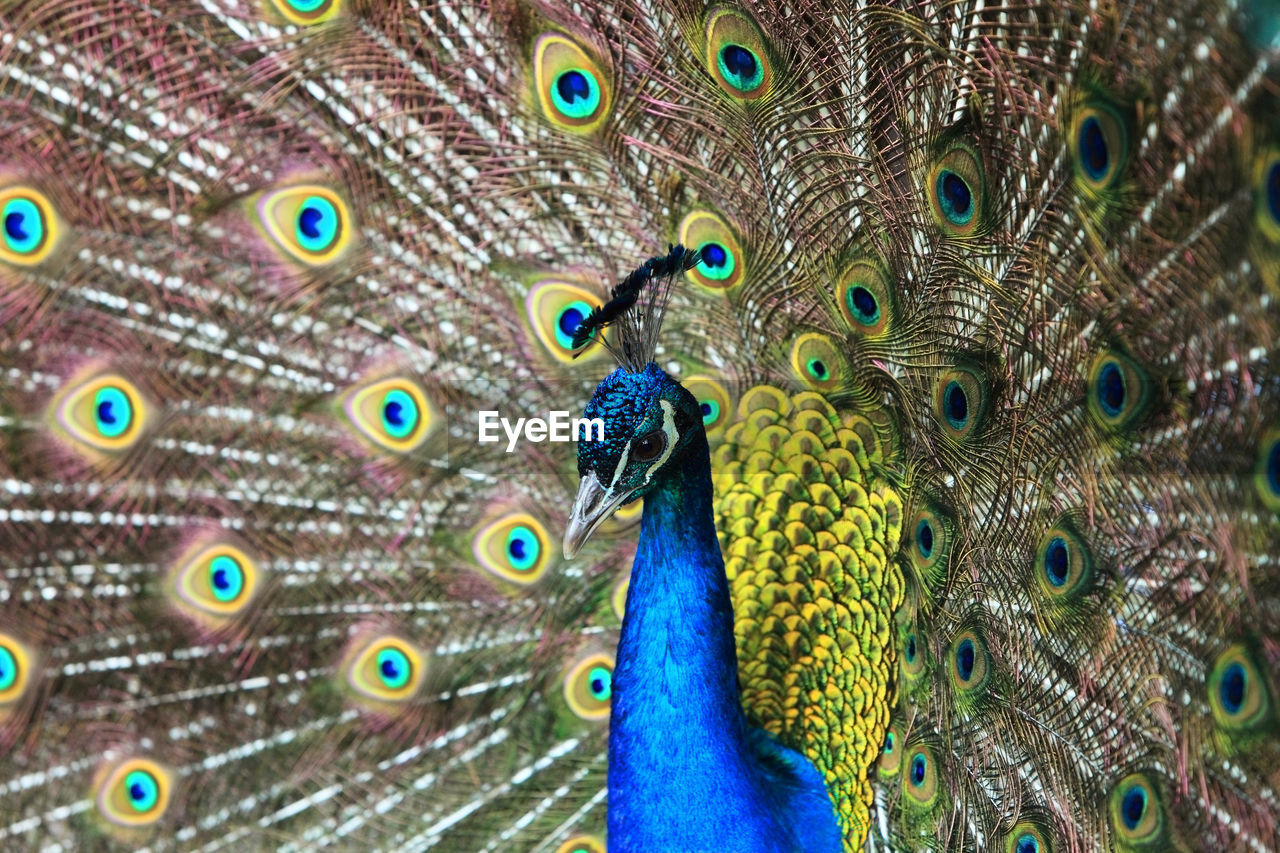 CLOSE-UP OF PEACOCK WITH FEATHERS