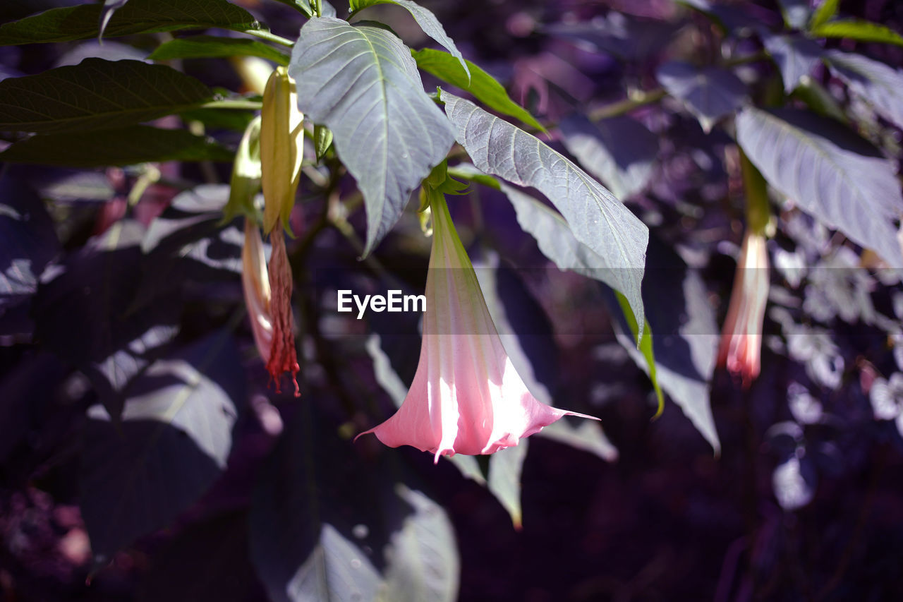 plant, flower, leaf, flowering plant, nature, plant part, beauty in nature, growth, purple, freshness, close-up, no people, outdoors, petal, fragility, blossom, focus on foreground, tree, day, pink