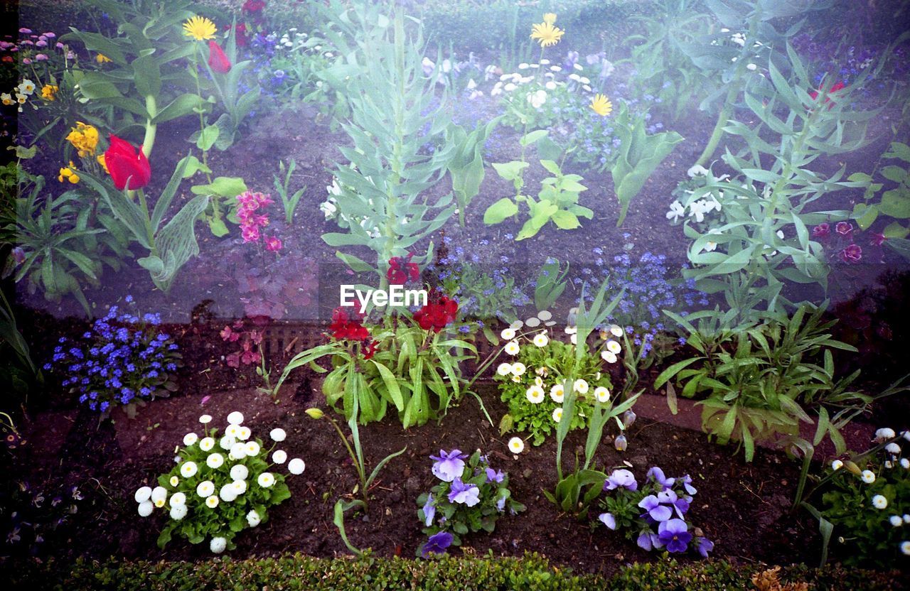 CLOSE-UP OF PURPLE FLOWERS BLOOMING OUTDOORS