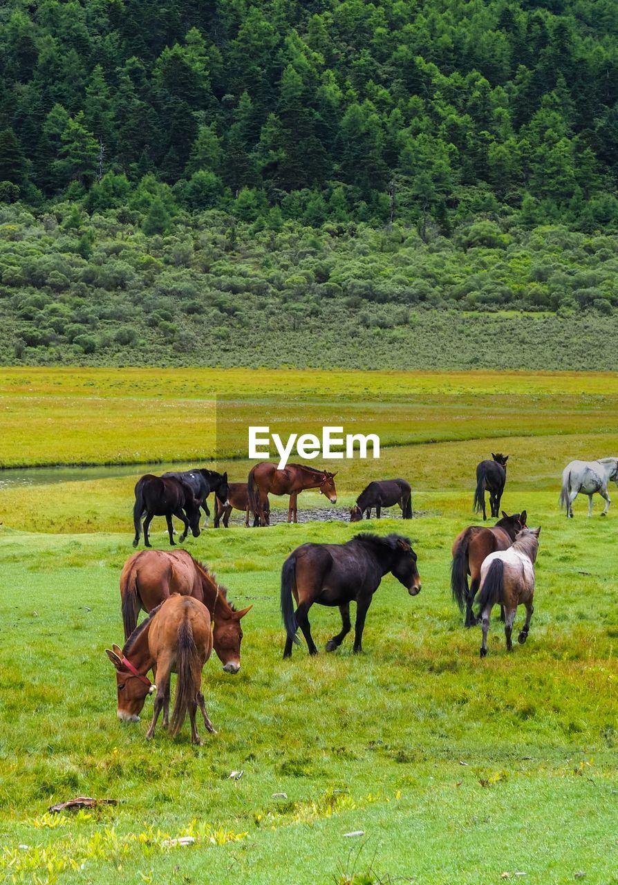 Group of horse eating grass on chongu pasture in yading