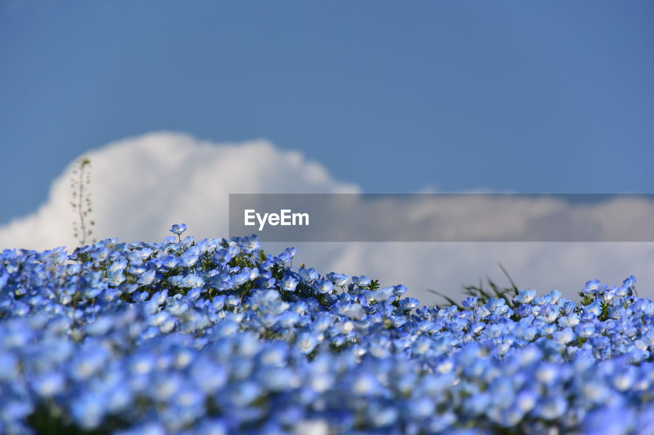 CLOSE-UP OF BLUE FLOWERING PLANT AGAINST SKY