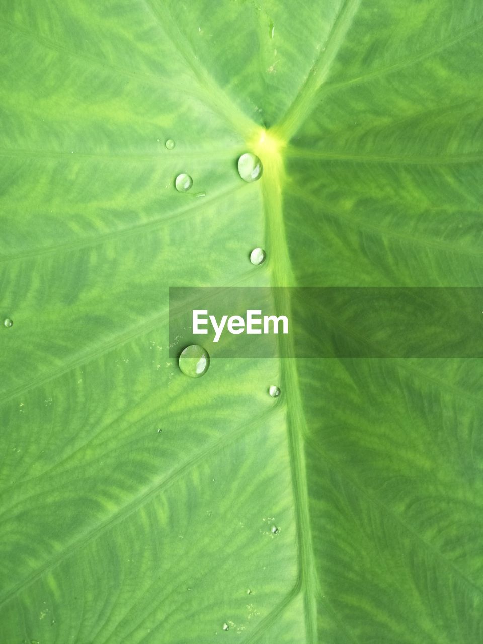 FULL FRAME SHOT OF WET GREEN LEAVES