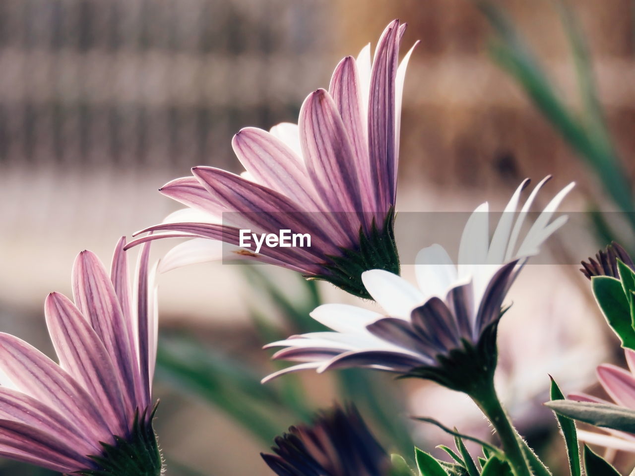 Close-up of purple flower