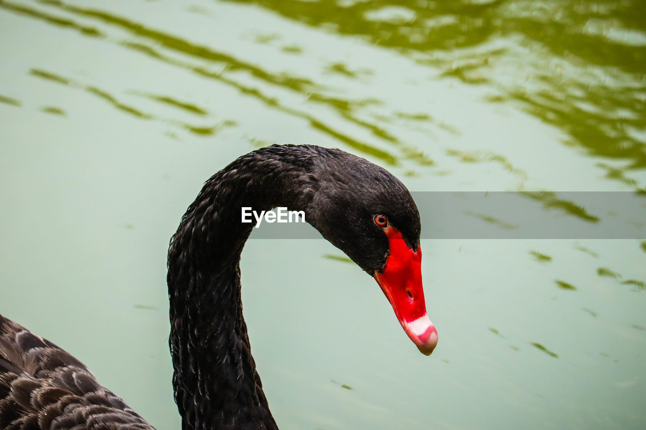 BLACK SWAN IN LAKE