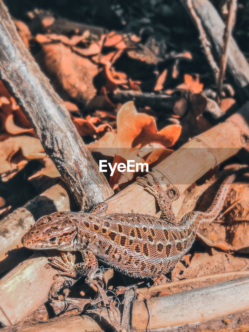 HIGH ANGLE VIEW OF A LIZARD ON TREE