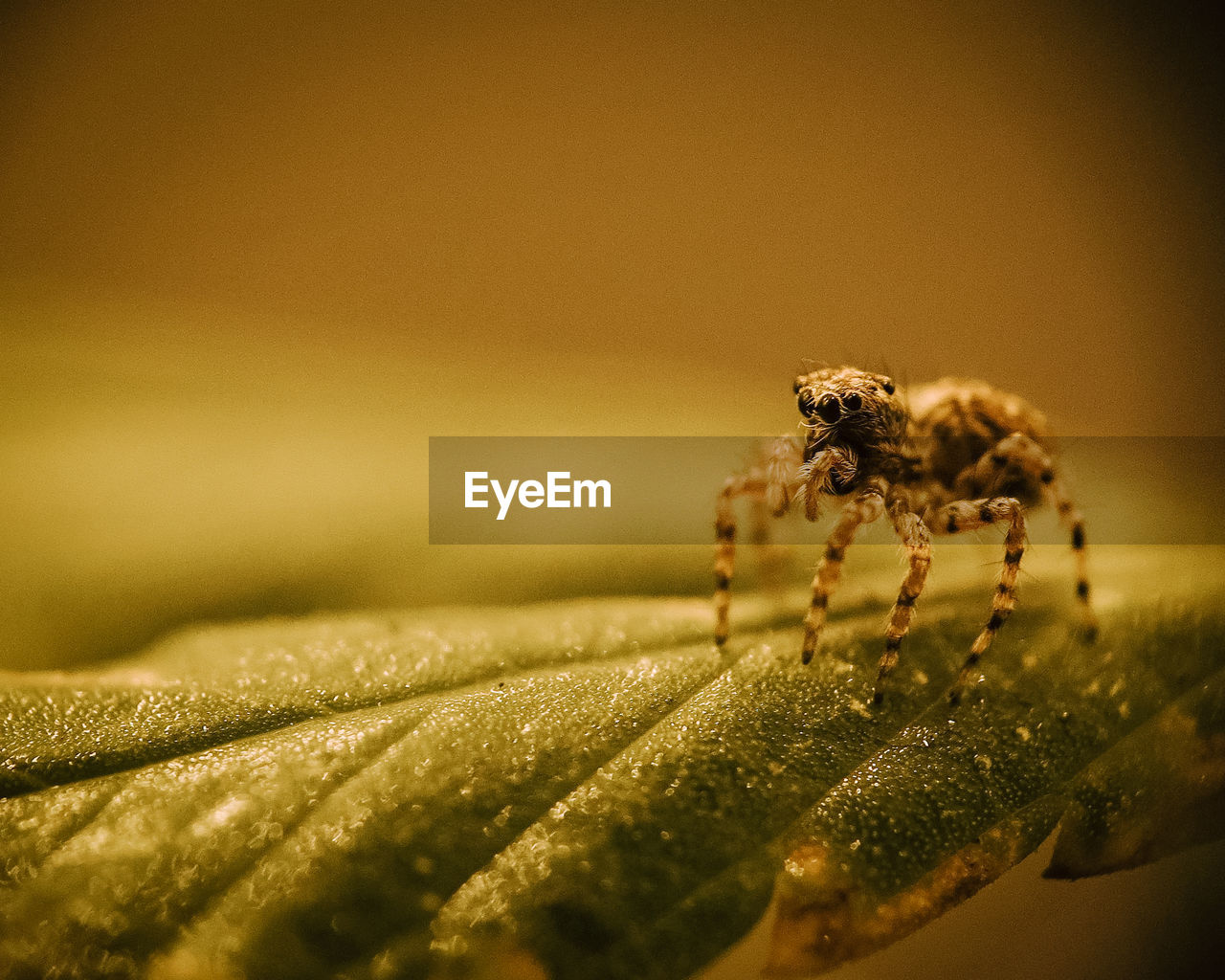 Macro shot of a spider on a leaf, with water droplets a lot of details on this yellow colored photo