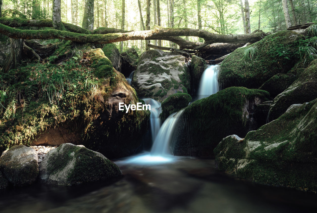 Scenic view of waterfall in forest