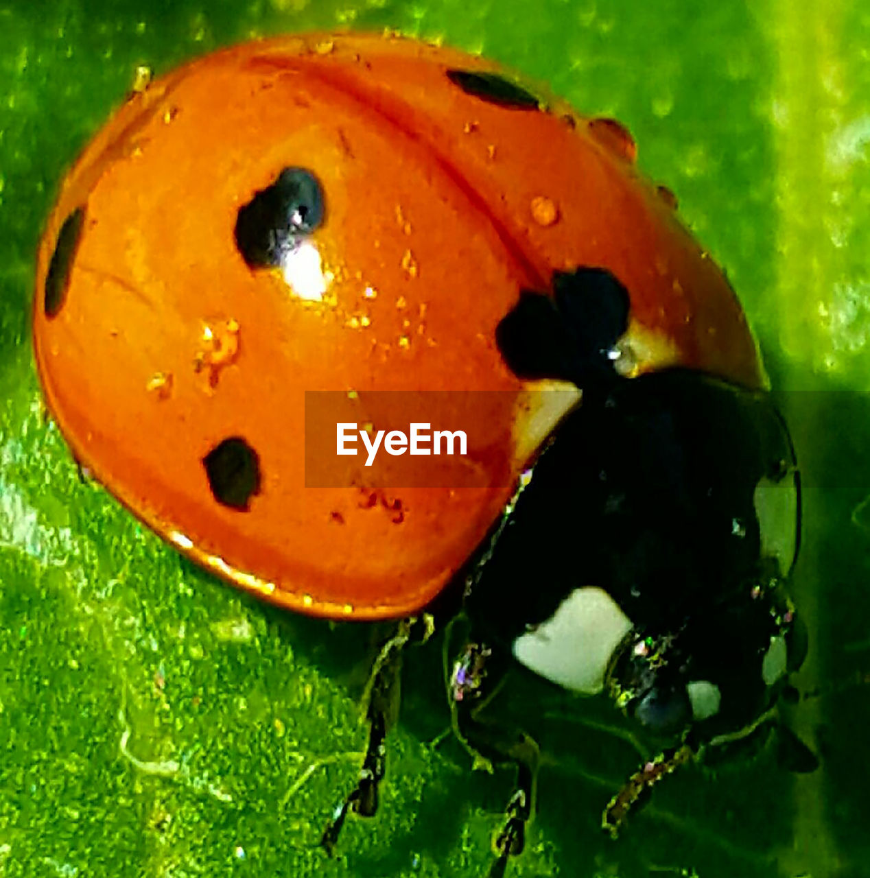 CLOSE-UP OF ORANGE FRUIT