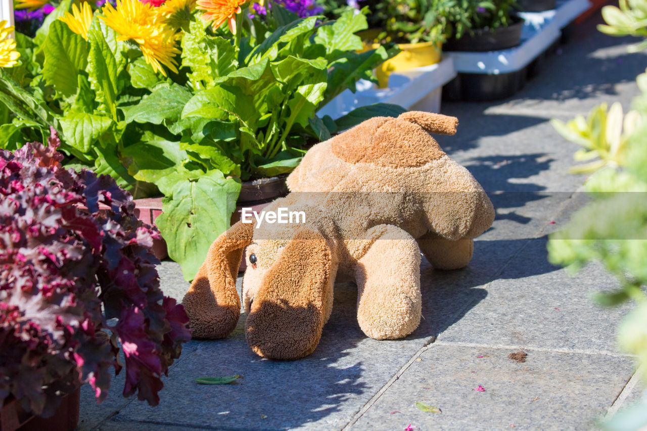 Stuffed toy by plants on sunny day