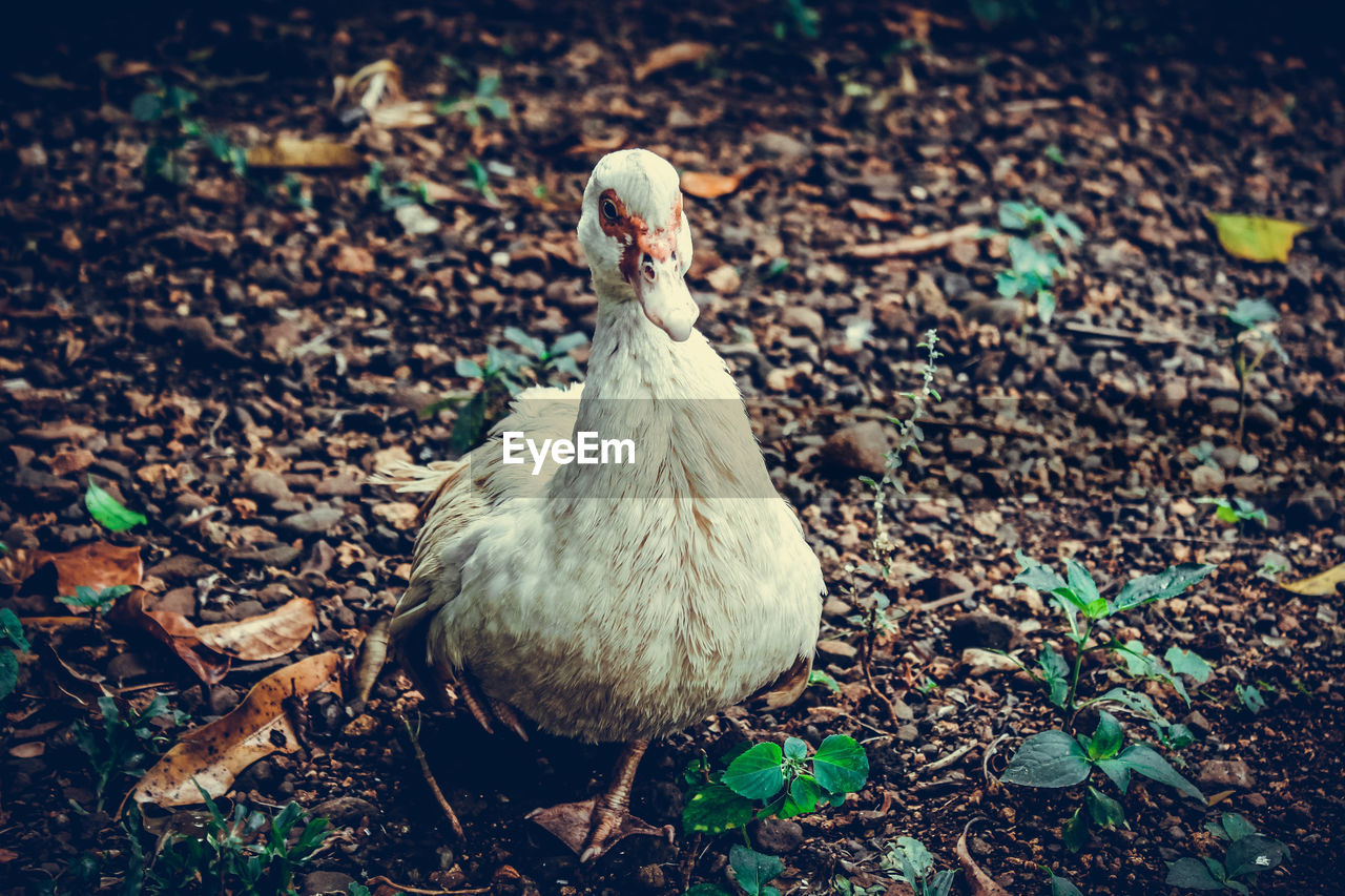 High angle view of duck on field