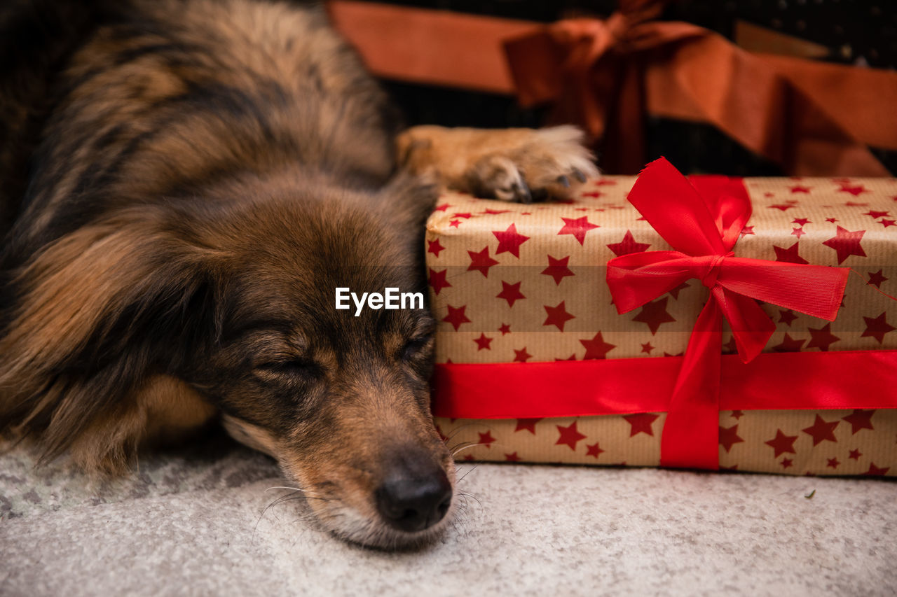 A shaggy mutt dog falls asleep while guarding a christmas present.