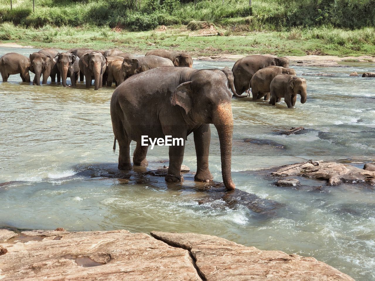 Elephant on riverbank
