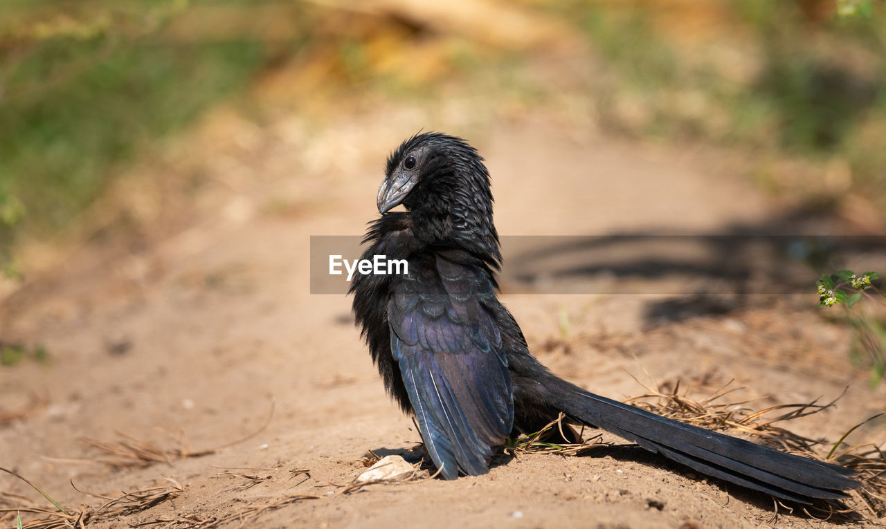 Close-up of bird perching on field