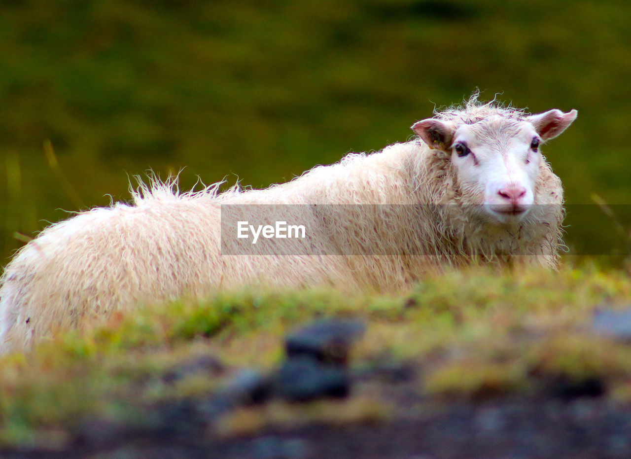 PORTRAIT OF SHEEP ON FARM