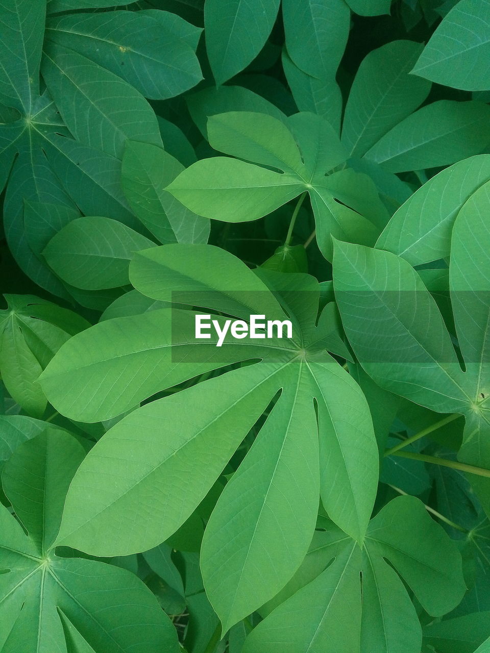 Full frame shot of plants