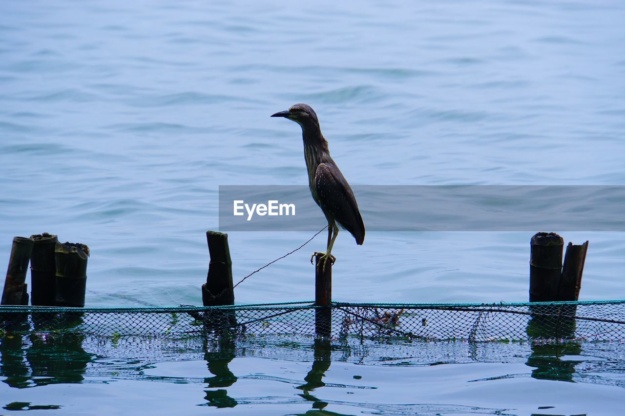 Bird on wooden post in lake