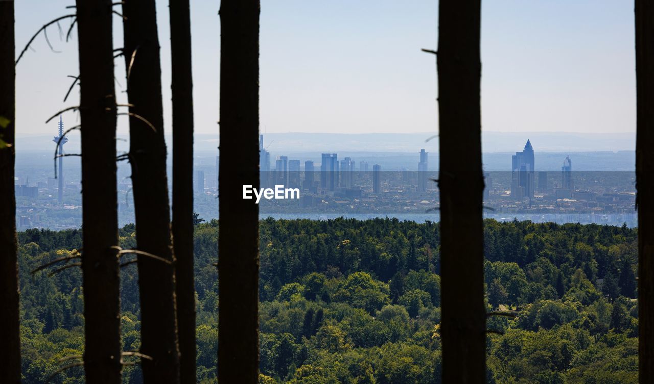 SCENIC VIEW OF TREES GROWING IN FOREST AGAINST SKY