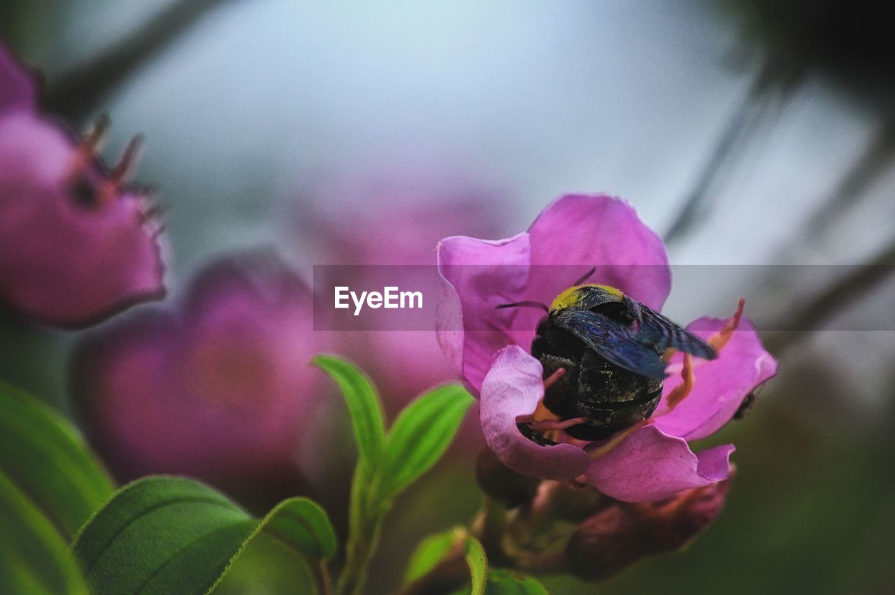 Carpenter bee 02