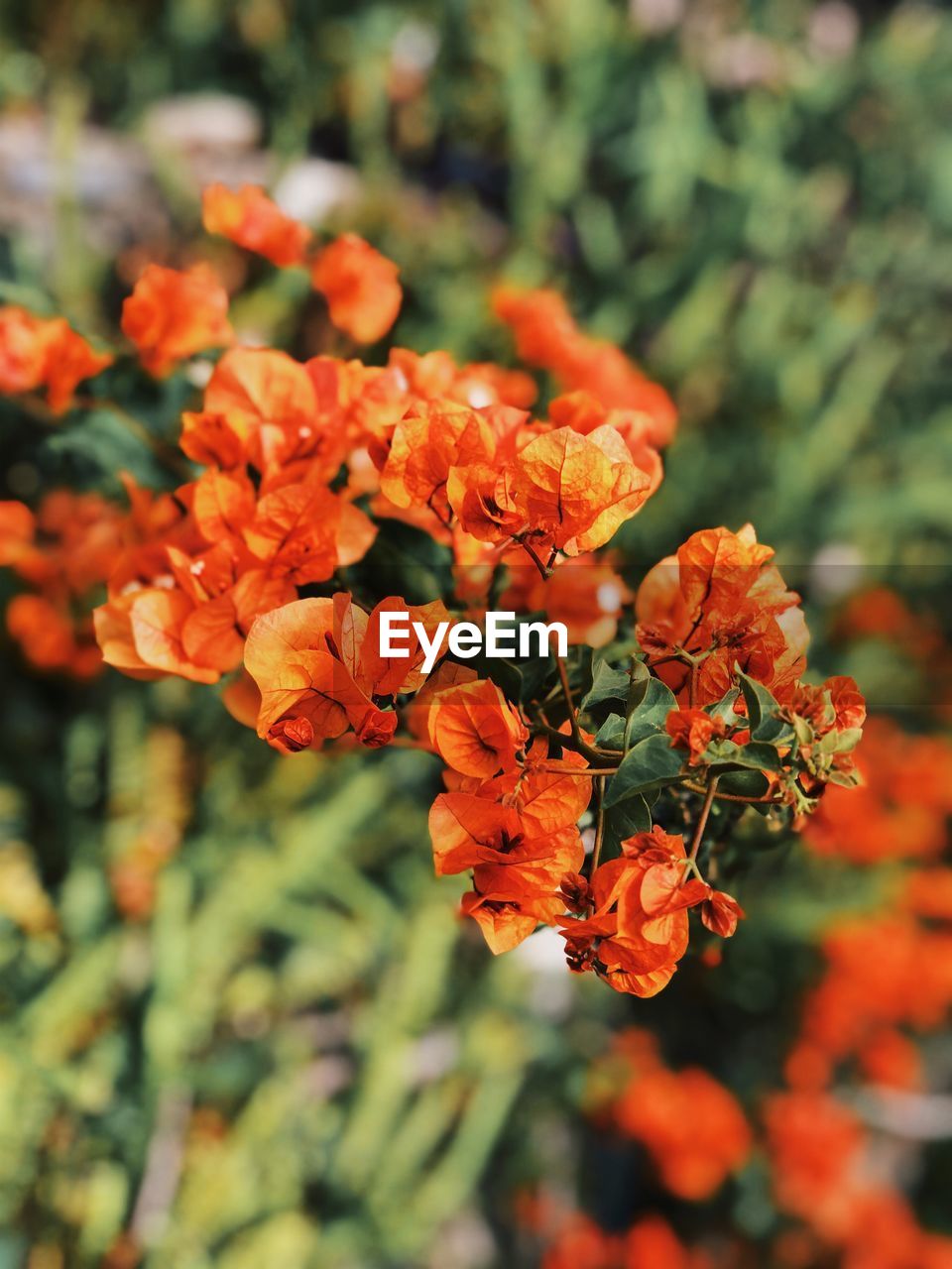 Close-up of orange flowering plant