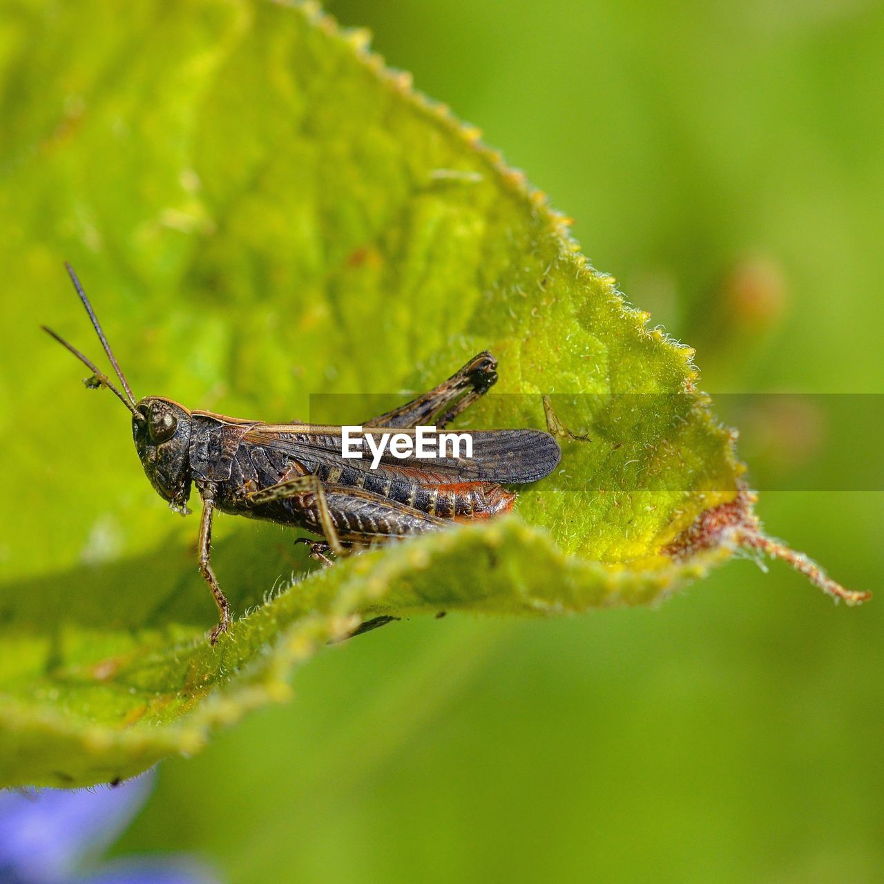 CLOSE-UP OF INSECT ON GREEN LEAF