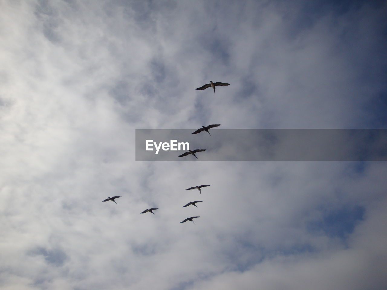 Low angle view of birds flying in cloudy sky