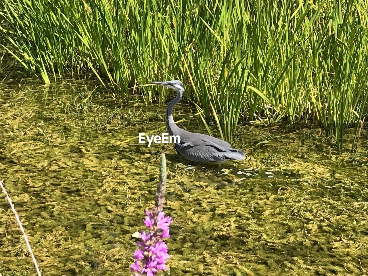 BIRD IN A LAKE