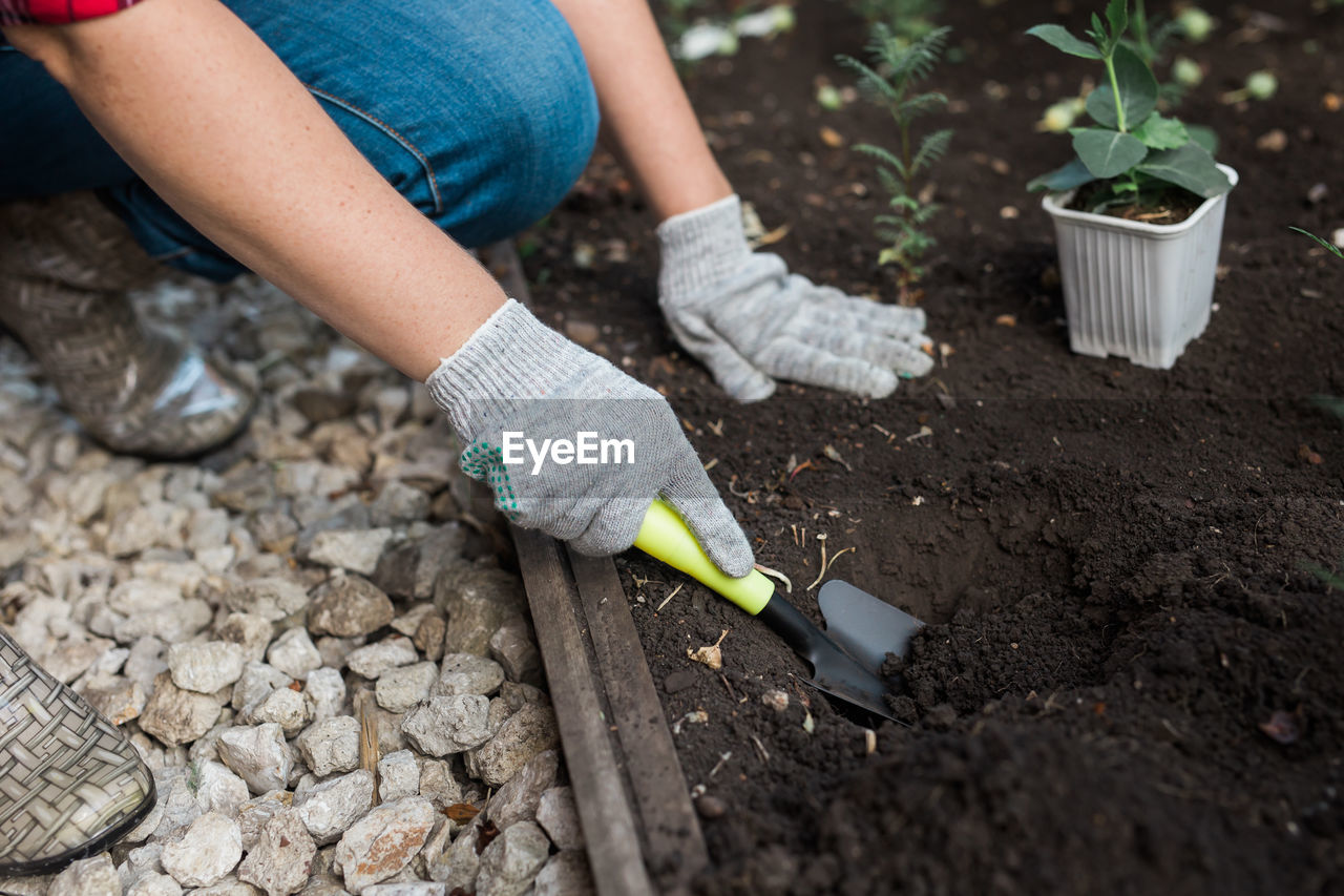 Low section of botanist planting seedling