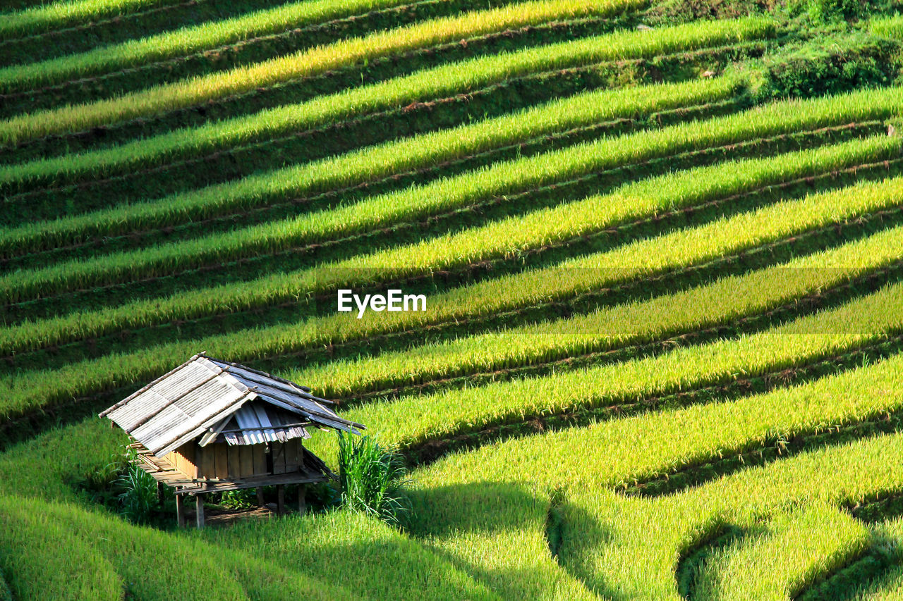 High angle view of house on rice paddy