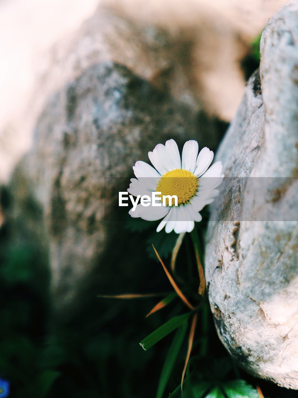 Close-up of white daisy flower