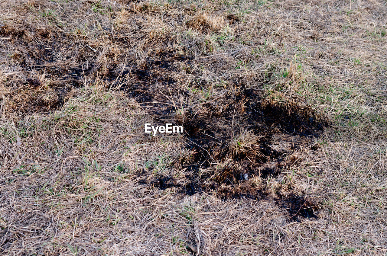 FULL FRAME SHOT OF DRY GRASS