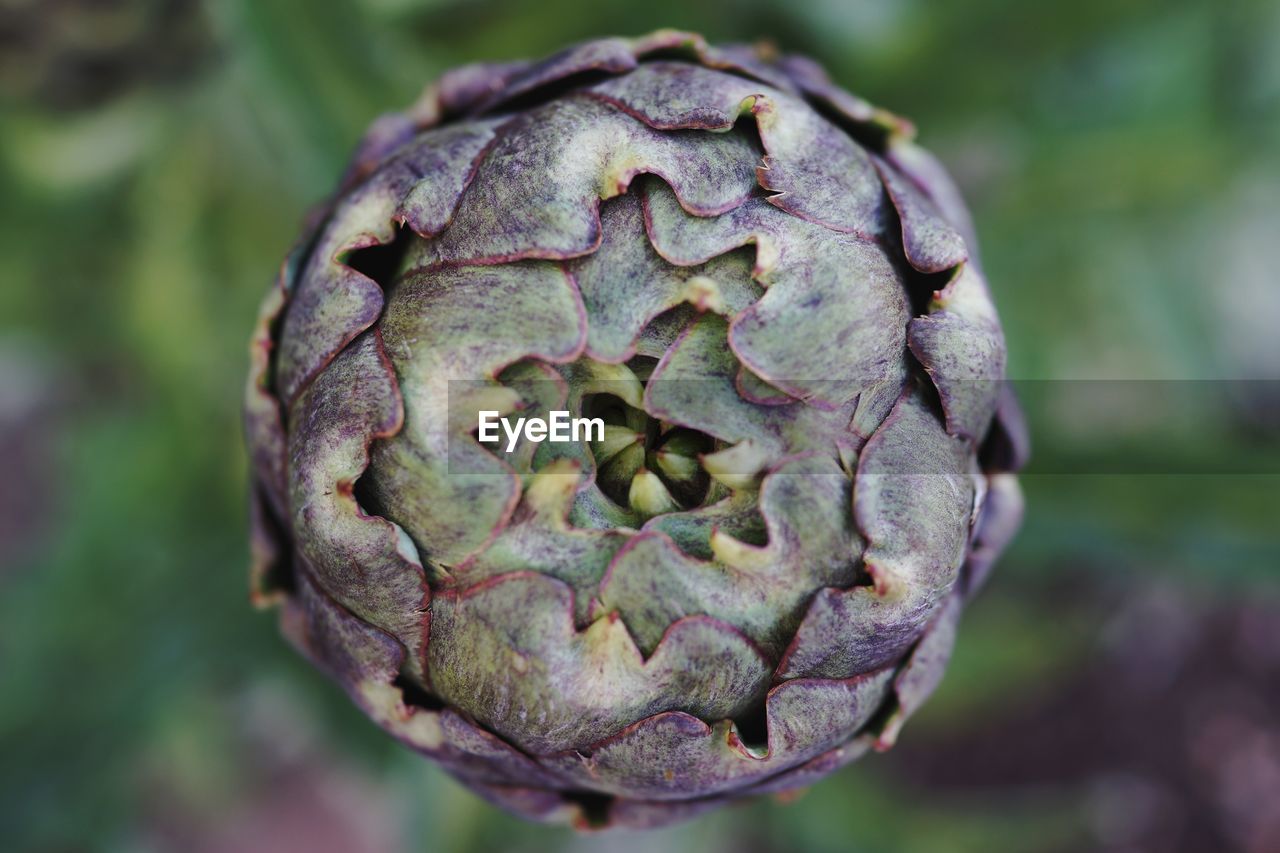 Close-up of artichoke