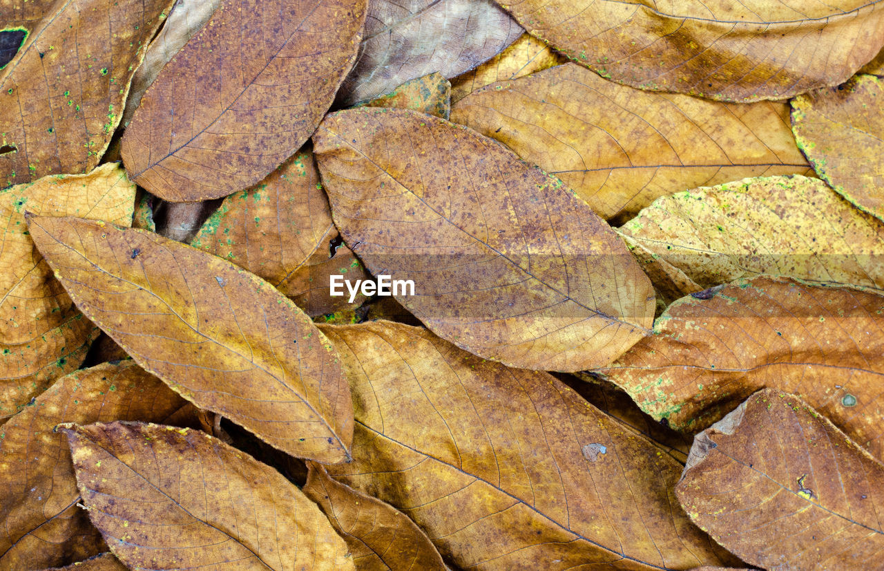 HIGH ANGLE VIEW OF DRIED LEAVES ON DRY LEAF