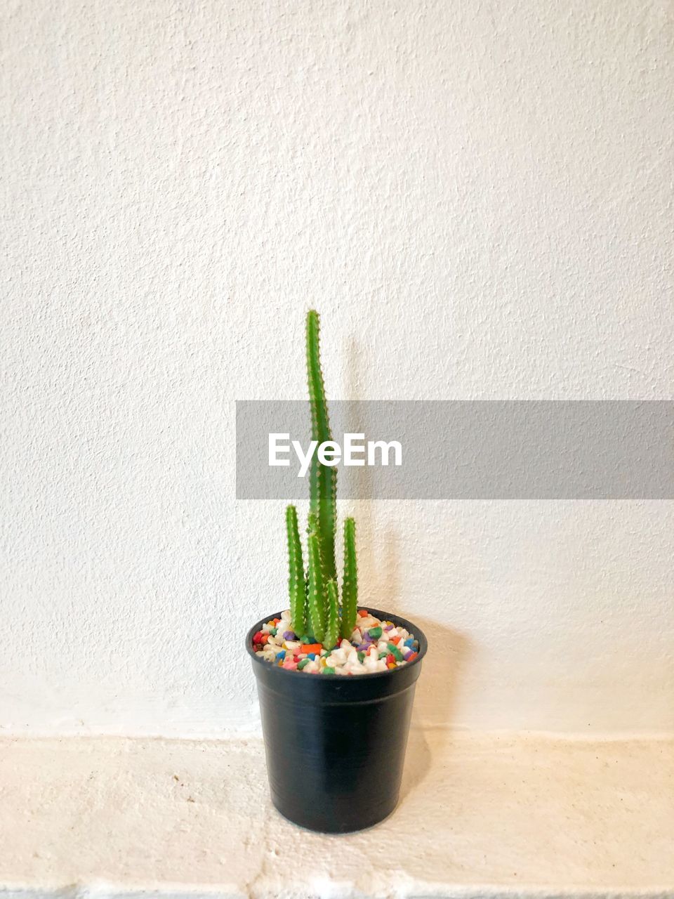 Close-up of potted plant against wall