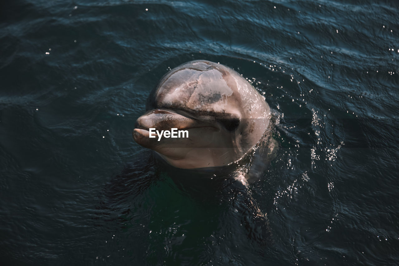 High angle view of dolphin swimming in sea