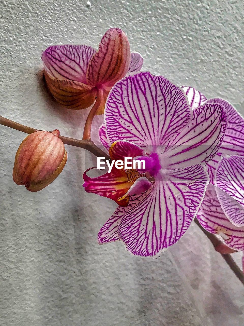 CLOSE-UP OF PURPLE FLOWER