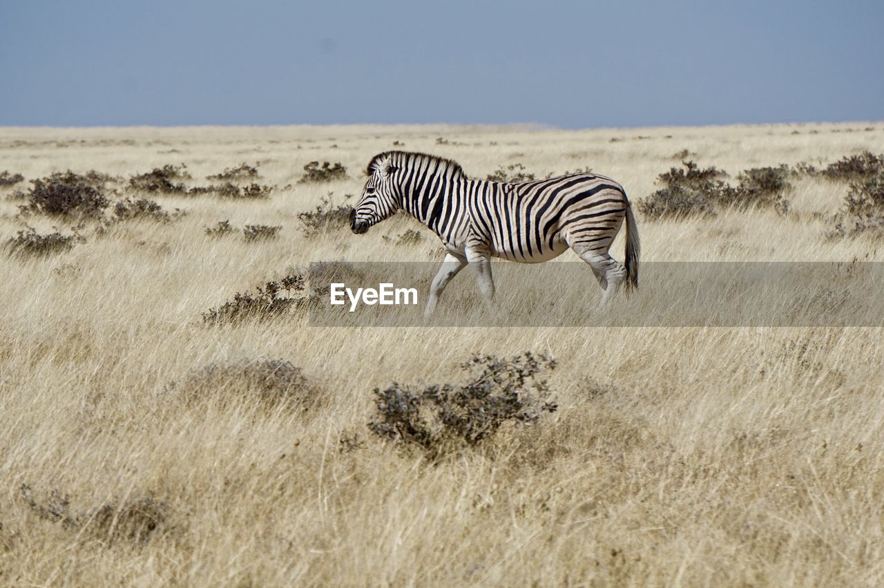 Zebras walking on field against sky