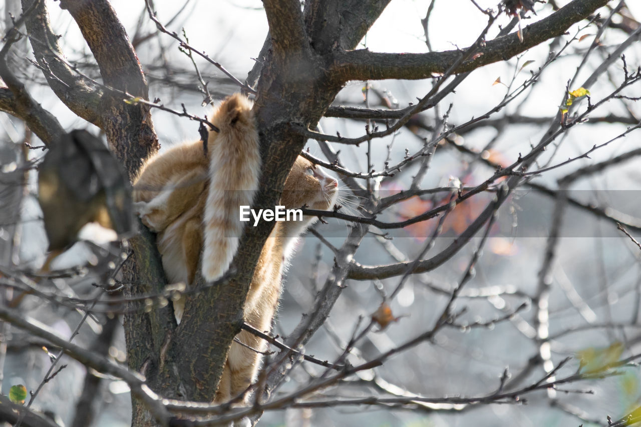 LOW ANGLE VIEW OF CAT ON TREE BRANCH