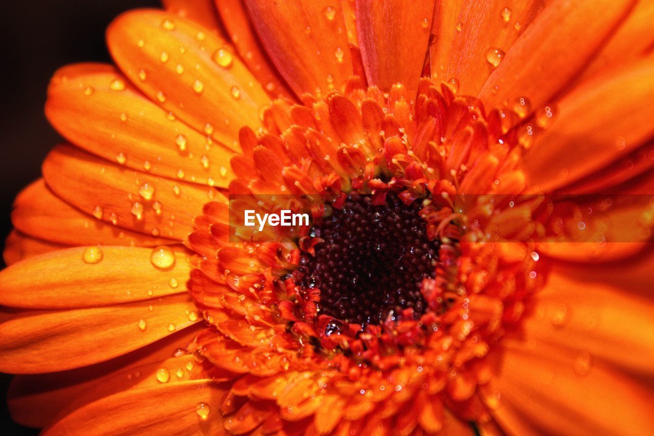 flower, flowering plant, freshness, petal, plant, close-up, flower head, inflorescence, fragility, drop, beauty in nature, growth, pollen, nature, wet, macro photography, yellow, daisy, water, orange color, gerbera daisy, plant stem, no people, outdoors, extreme close-up, macro