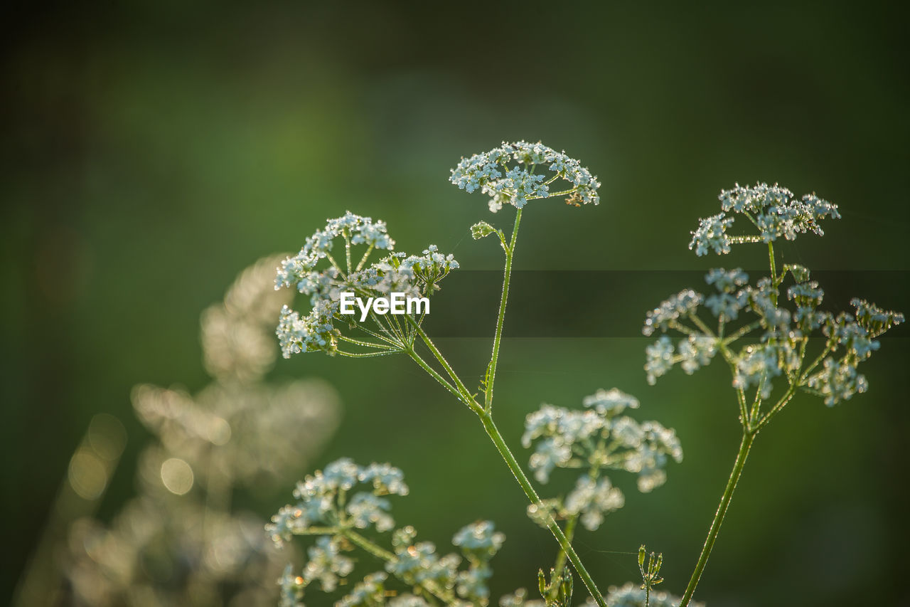 Close-up of flowering plant on field